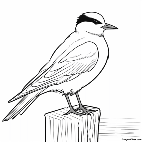 arctic tern coloring pages free printable sheets